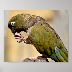 Portrait Burrowing Parrot eating fruit  Poster