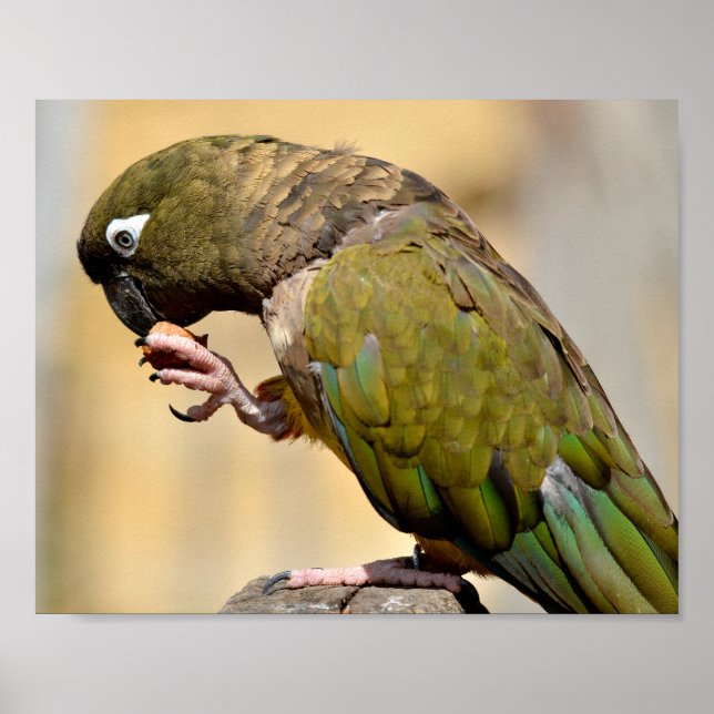 Portrait Burrowing Parrot eating fruit  Poster (Front)