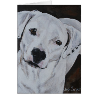 Portrait d'animal familier - bouledogue américain