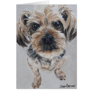Portrait d'animal familier - Yorkshire Terrier