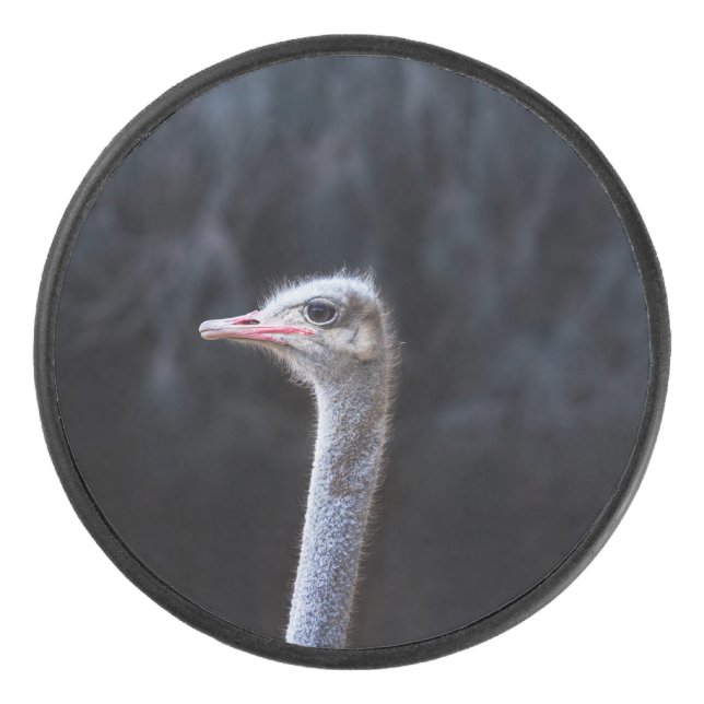 portrait d'autruche (Devant)