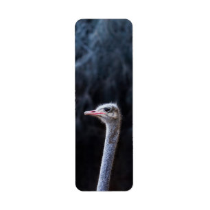portrait d'autruche