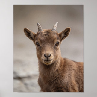 Portrait de bébé bouquetin – Art mural d'animal de