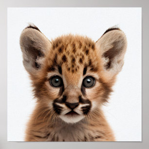 Portrait de bébé puma mignon   Affiche carrée 1:1