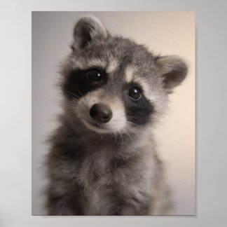 Portrait de bébé raton laveur - Déco de nurserie l