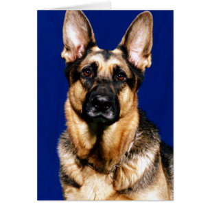 Portrait de berger allemand
