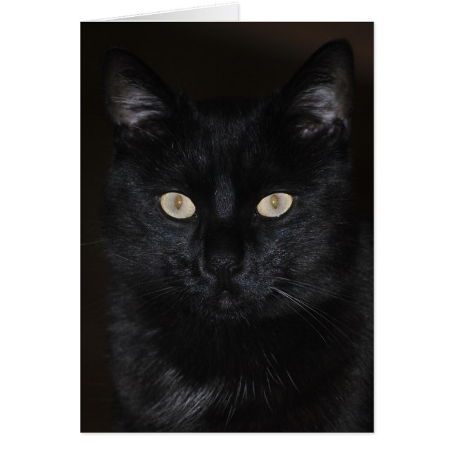 Portrait de chat noir (Devant)