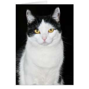 Portrait de chat noir et blanc