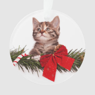 Portrait de chaton mignon de Noël