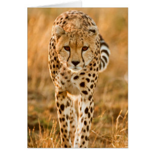 Portrait de Cheetah