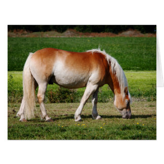 Portrait de cheval
