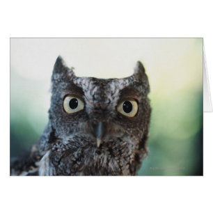 Portrait de Chouette de l'Est montrant de grands y