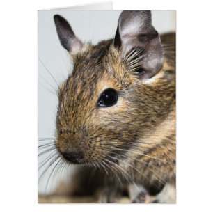 Portrait de Degu