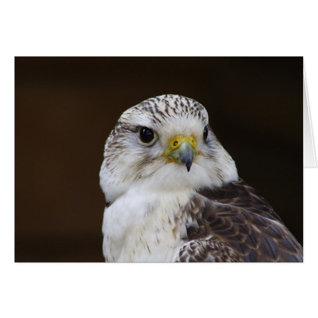 Portrait de Falco cherrug (Devant horizontal)