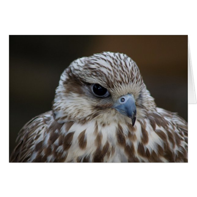 Portrait de Falco cherrug (Devant horizontal)