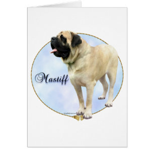 Portrait de Fawn Mastiff