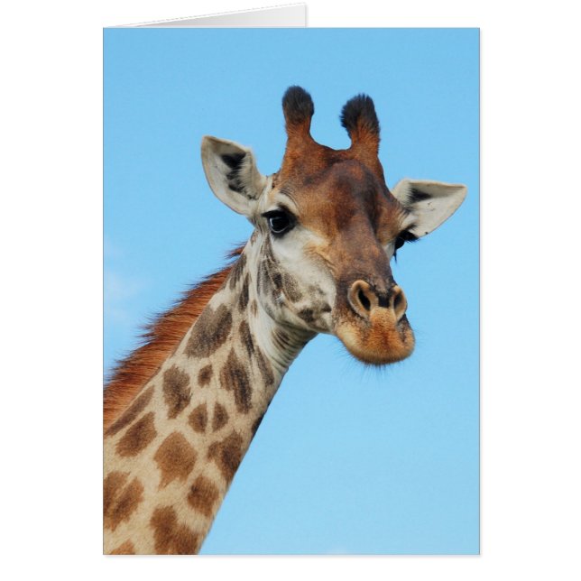 Portrait de girafe (Devant)