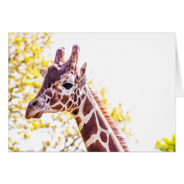 Portrait de Giraffe (Devant Horizontal)