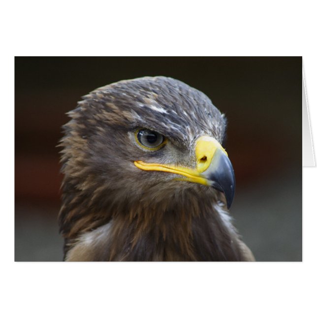 Portrait de gros plan Steppe Eagle (Devant horizontal)