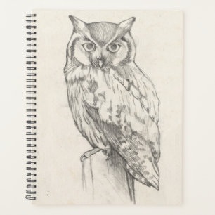 Portrait de hibou - Croquis