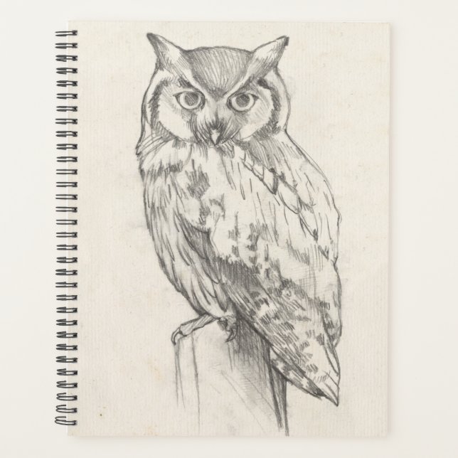 Portrait de hibou - Croquis (Devant)