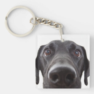 Portrait de la collection Black Labrador