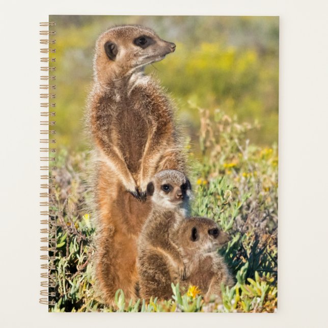 Portrait de la famille Meerkat (Devant)