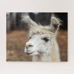 Portrait de lama blanc, puzzle