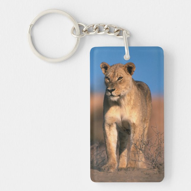 Portrait De Lioness (Panthera Leo) (Devant)