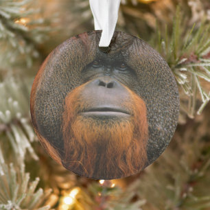 Portrait de mâle orang-outan, Géorgie, États-Unis