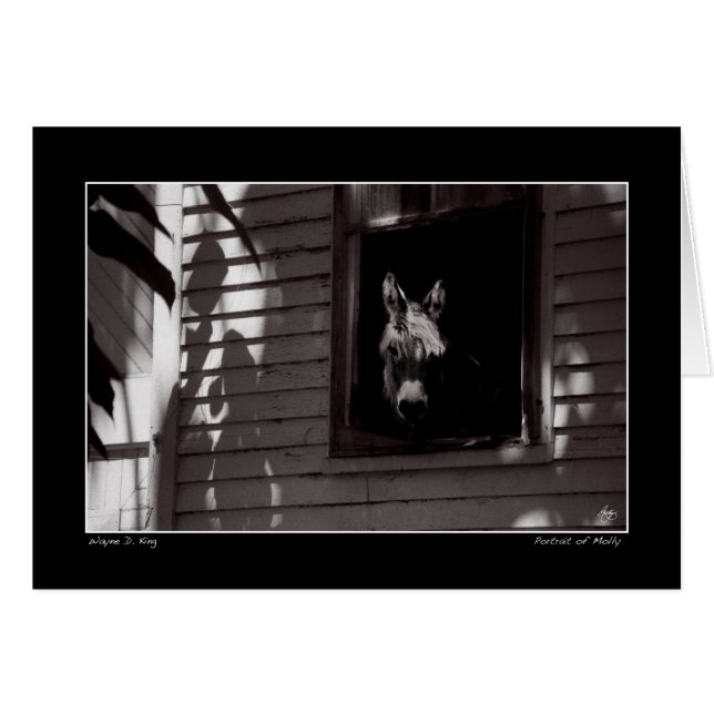 Portrait de Molly (Devant horizontal)