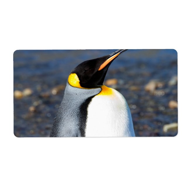 Portrait de pingouin (Devant)