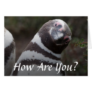 Portrait de pingouin de Magellanic