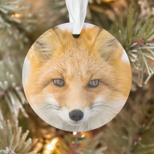 Portrait de renard roux (Arbre)