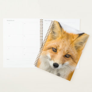 Portrait de renard roux