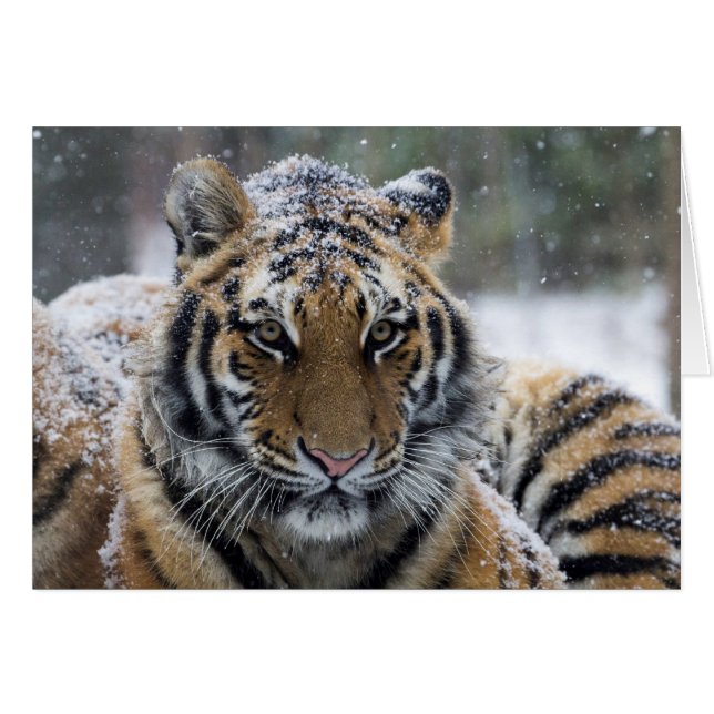 Portrait de tigre d'hiver (Devant Horizontal)