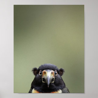 Portrait de Toucan Bébé – Décoration Murale Animau