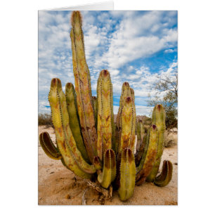Portrait de vieux cactus, Mexique