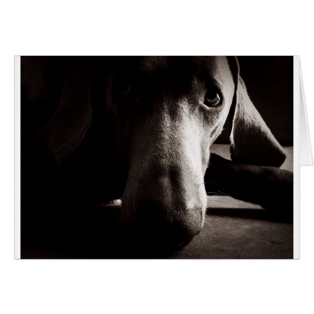 Portrait de Weimaraner (Devant horizontal)