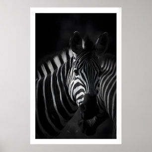 Portrait de zèbre en gros plan, impression noir et