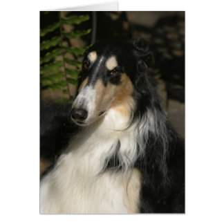 Portrait de Zulu