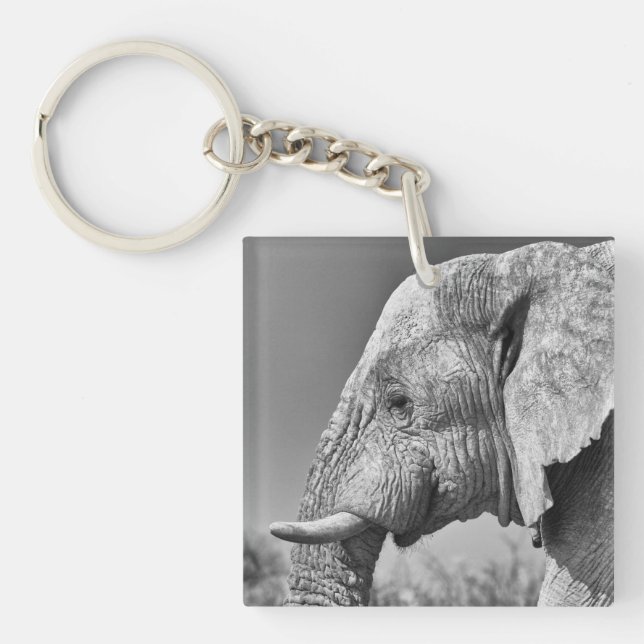 Portrait d'éléphant (Devant)
