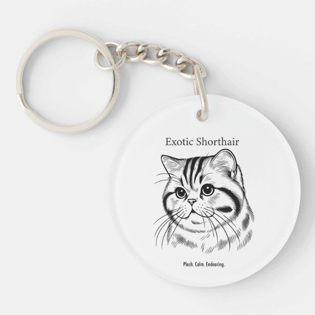 Portrait d'Exotic Shorthair (Devant)