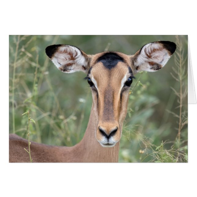 Portrait d'Impala (Devant horizontal)