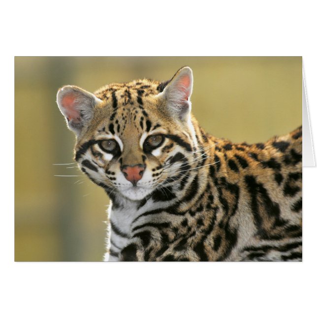 Portrait d'Ocelot (Devant horizontal)