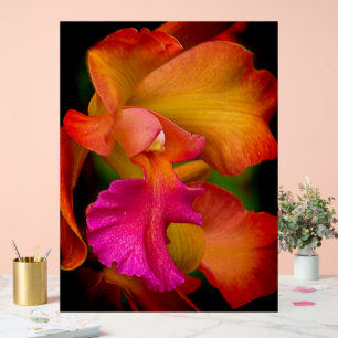Portrait d'Orchidée Cattleya