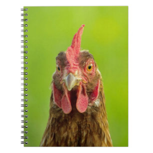 Portrait drôle de poulet - carnet