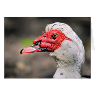 Portrait du canard musqué