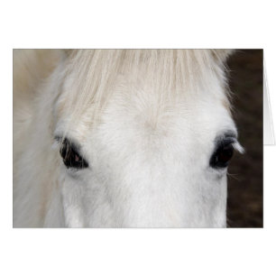 Portrait du cheval blanc