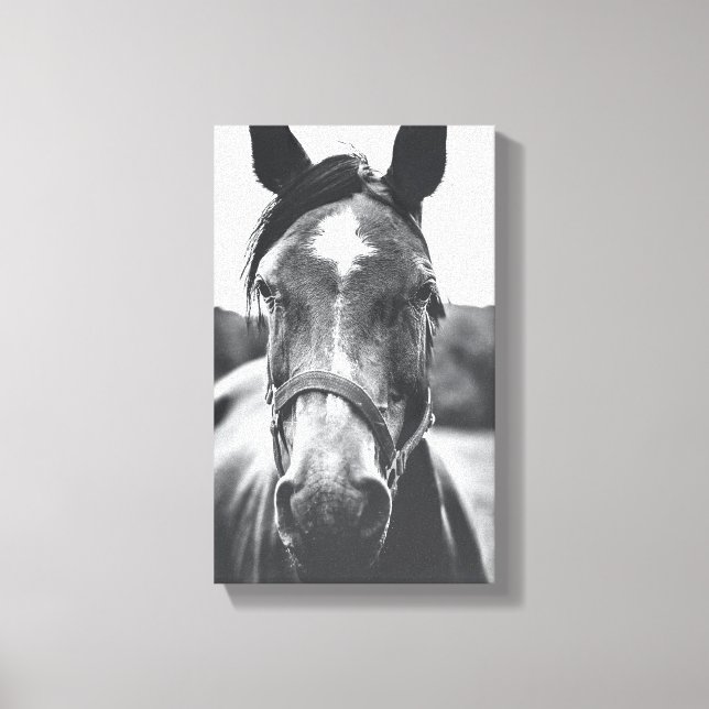 Portrait du cheval noir et blanc - toile photo Imp (Recto)
